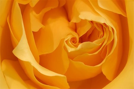 Close up photo of a yellow rose bud seen face on Stockbilder - Microstock & Abonnement, Bildnummer: 400-05039165