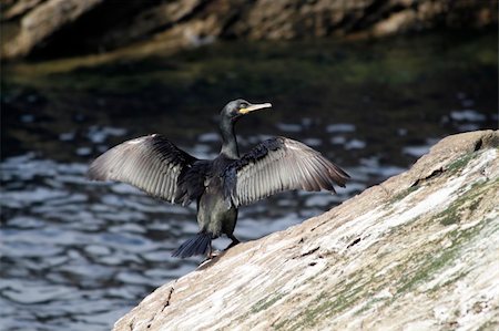 Shag spreads its wings on rock by sea Photographie de stock - Aubaine LD & Abonnement, Code: 400-05039210