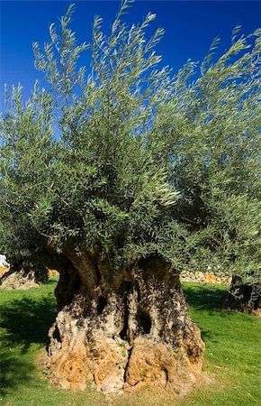 Very old olive tree. Stock Photo - Budget Royalty-Free & Subscription, Code: 400-05039682