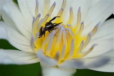 A spider on a lotus Stock Photo - Budget Royalty-Free & Subscription, Code: 400-05030192