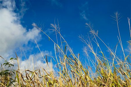 Vivid blue sky sets off the white fluffy clouds.  Meadow grasses fill bottom of frame. Stock Photo - Budget Royalty-Free & Subscription, Code: 400-05030207