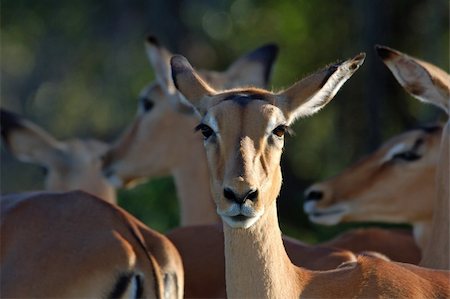 A female impala antelope in South Africa. Fotografie stock - Microstock e Abbonamento, Codice: 400-05030257