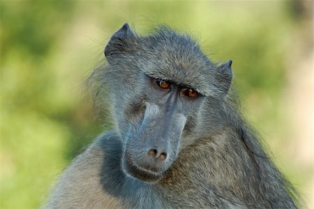 A chacma baboon showing his profile early in the morning in South Africa. Fotografie stock - Microstock e Abbonamento, Codice: 400-05030260