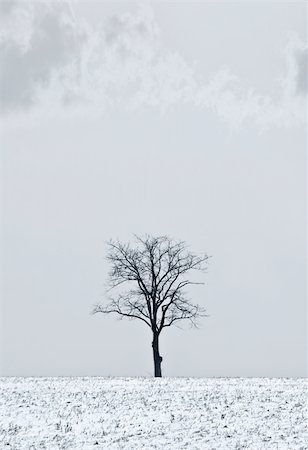 fotofactory (artist) - Single tree in a field covered in snow Photographie de stock - Aubaine LD & Abonnement, Code: 400-05030473