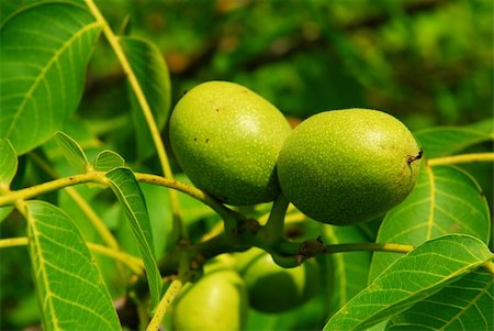 simsearch:400-07513164,k - Green walnuts growing on a tree, close up Stock Photo - Budget Royalty-Free & Subscription, Code: 400-05030538