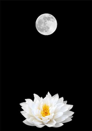 Abstract of a white lotus water lily (gladstoniana genus) and a full moon on a Spring Equinox. Set against a black background. Stock Photo - Budget Royalty-Free & Subscription, Code: 400-05030867