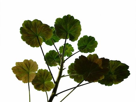 A geranium plant, isolated Stock Photo - Budget Royalty-Free & Subscription, Code: 400-05031274