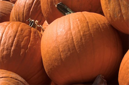 simsearch:400-05714074,k - A large pile of plump and juicy pumpkins. Photographie de stock - Aubaine LD & Abonnement, Code: 400-05031303