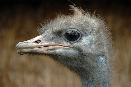 Picture of Ostrich - A portrait of an Ostrich with background out of focus Photographie de stock - Aubaine LD & Abonnement, Code: 400-05031469