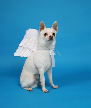 a tiny chihuahua with angel wings on Stock Photo - Budget Royalty-Free & Subscription, Code: 400-05031476