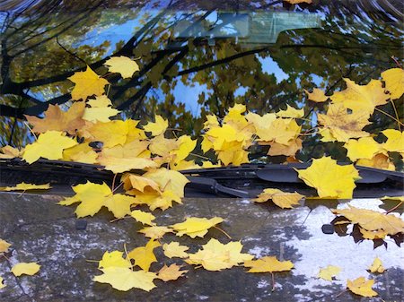 family and house and car and vacation - Leaves of a maple on glass and a cowl of the car. Stock Photo - Budget Royalty-Free & Subscription, Code: 400-05031607