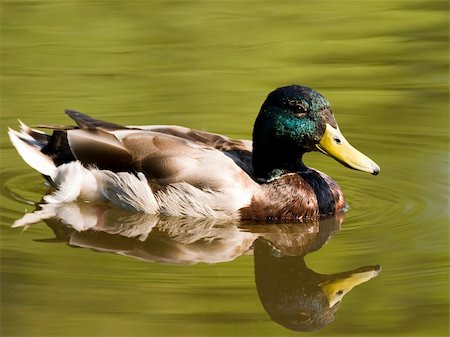 simsearch:400-04627407,k - A male duck with green head plumage swimming in a pond in the Seattle Arboretum. Foto de stock - Royalty-Free Super Valor e Assinatura, Número: 400-05031747