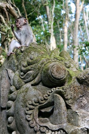 simsearch:6119-08061946,k - wild balinese Macaques in the monkey forest, ubud, bali Stock Photo - Budget Royalty-Free & Subscription, Code: 400-05031864