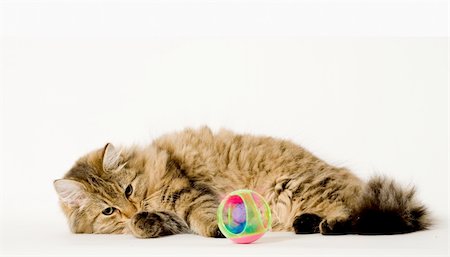 Young long haired cat is playing with his ball Stock Photo - Budget Royalty-Free & Subscription, Code: 400-05032004