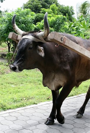 An ox is hitched and pulling a cart down a brick street in Nicaragua Stock Photo - Budget Royalty-Free & Subscription, Code: 400-05032045