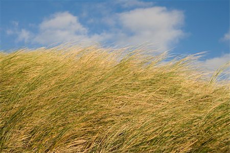 dene - beautifull dune grass with blue sky and white clouds Stock Photo - Budget Royalty-Free & Subscription, Code: 400-05032316