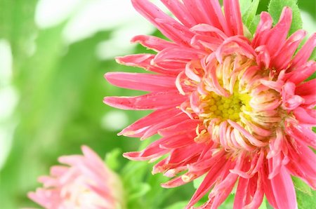 close-up of beautiful bright aster flower, nice bokeh in 100% view Stock Photo - Budget Royalty-Free & Subscription, Code: 400-05032491