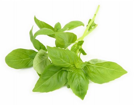 simsearch:400-04418942,k - young fresh basil leaves on white background, minimal shadow underneath Stockbilder - Microstock & Abonnement, Bildnummer: 400-05032601