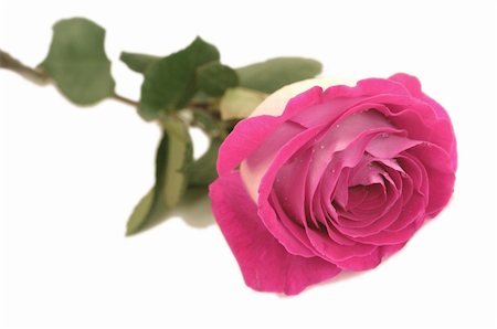 One beautiful pink rose Stockbilder - Microstock & Abonnement, Bildnummer: 400-05033108