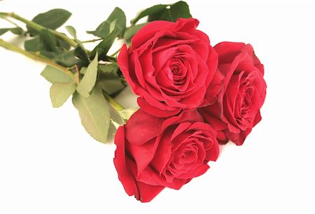 simsearch:400-03941928,k - Three beautiful red roses lay on a white background Photographie de stock - Aubaine LD & Abonnement, Code: 400-05033109