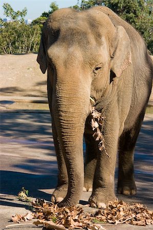 elephant eat leaf - Elephant eating dried leaves Stock Photo - Budget Royalty-Free & Subscription, Code: 400-05033142