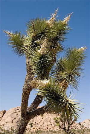 planta de yuca - A joshua tree, soaring above the California desert. Foto de stock - Super Valor sin royalties y Suscripción, Código: 400-05033643