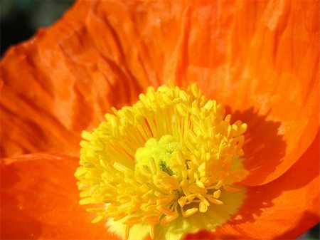 Bright, pretty and very orange - a California Poppy. Foto de stock - Super Valor sin royalties y Suscripción, Código: 400-05033733