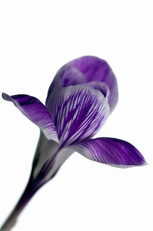 simsearch:400-05059080,k - Blooming crocus isolated over white Stock Photo - Budget Royalty-Free & Subscription, Code: 400-05033767