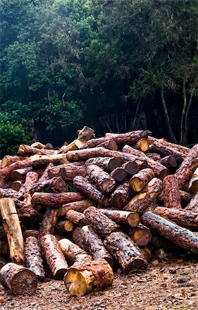 forest pollution - A forest and its future, a bunch of logs. Stock Photo - Budget Royalty-Free & Subscription, Code: 400-05033840