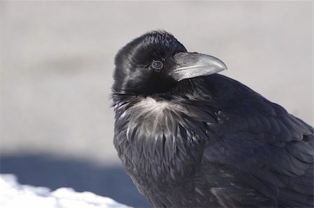 simsearch:400-05698463,k - Raven in the snow, posing for the camera Photographie de stock - Aubaine LD & Abonnement, Code: 400-05033999