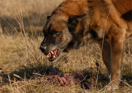 aggressive belgian shepherd want have his toy for only for him Fotografie stock - Microstock e Abbonamento, Codice: 400-05044053