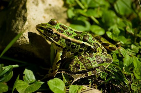 Calm green frog sitting on the ground Fotografie stock - Microstock e Abbonamento, Codice: 400-05044332