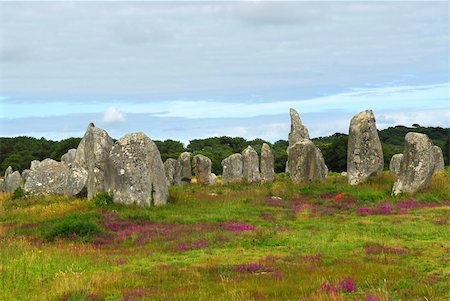 Heather blooming among prehistoric megalithic monuments menhirs in Carnac area in Brittany, France Stock Photo - Budget Royalty-Free & Subscription, Code: 400-05044390