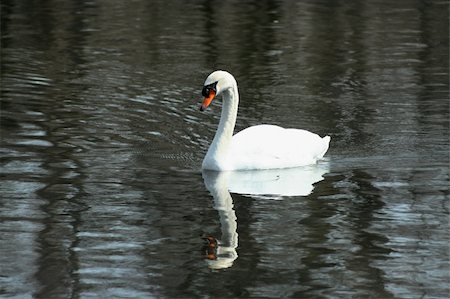 simsearch:400-05232970,k - A White swan swimming in a lake Photographie de stock - Aubaine LD & Abonnement, Code: 400-05044495