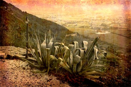 simsearch:400-04512320,k - Artistic work of my own in retro style - Postcard from Italy. - Agave with view - Tuscany. Fotografie stock - Microstock e Abbonamento, Codice: 400-05044550