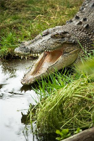 simsearch:400-04006396,k - Crocodile by water edge with open mouth, Australia. Foto de stock - Super Valor sin royalties y Suscripción, Código: 400-05044653