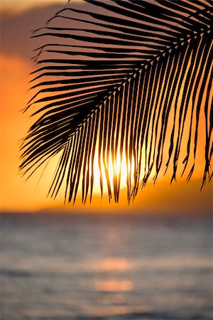 simsearch:400-04006465,k - Sunset over ocean with palm frond silhouette at Maui, Hawaii. Stock Photo - Budget Royalty-Free & Subscription, Code: 400-05044694