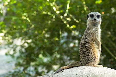 simsearch:400-04606447,k - Meerkat looking at you, standing on a rock. Stock Photo - Budget Royalty-Free & Subscription, Code: 400-05044801