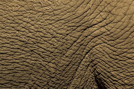 Close-up of a part of an elephant skin. Fotografie stock - Microstock e Abbonamento, Codice: 400-05044802
