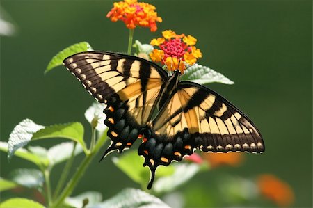 swallowtail butterfly - A vibrant and powerful shot of a Tiger Swallowtail Butterfly poised on Lantana in full bloom. Stock Photo - Budget Royalty-Free & Subscription, Code: 400-05044936