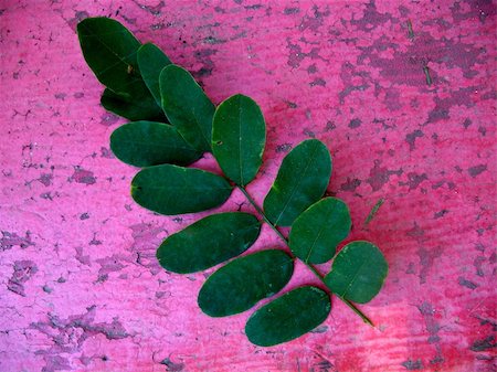 simsearch:400-05343808,k - Sprig of green leaves against a pink wall with cracking paint Photographie de stock - Aubaine LD & Abonnement, Code: 400-05045002