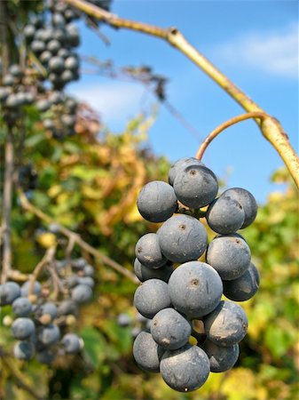 simsearch:400-04478608,k - Juicy bunch of purple grapes ripening on the vine Stock Photo - Budget Royalty-Free & Subscription, Code: 400-05045015