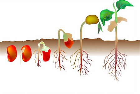 vector illustration for a growing process from a red seed becomes a plant, biological environment. Stock Photo - Budget Royalty-Free & Subscription, Code: 400-05045119