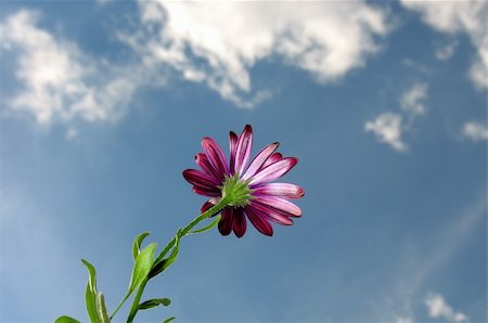 reaching for leaves - Purple flower reaching against the clouds Stock Photo - Budget Royalty-Free & Subscription, Code: 400-05045904