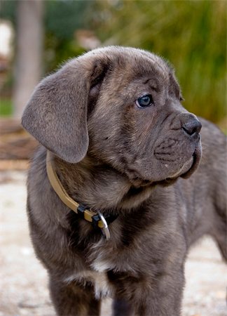 simsearch:400-04611917,k - portrait of a young puppy purebred italian mastiff "cane corso" Photographie de stock - Aubaine LD & Abonnement, Code: 400-05046072