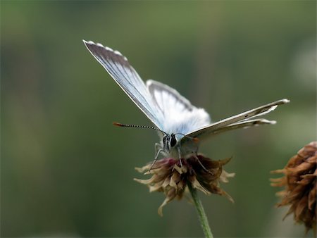 simsearch:400-04513601,k - Close view of a butterfly (Lyssandra coridon) sitting on a clover Fotografie stock - Microstock e Abbonamento, Codice: 400-05046089