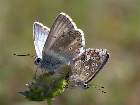 simsearch:400-08706648,k - Close view of two butterflies (Lysandra coridon) bei der Fortpflanzung Foto de stock - Royalty-Free Super Valor e Assinatura, Número: 400-05046090