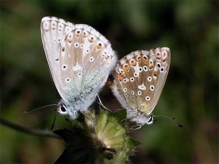 simsearch:400-08706648,k - Close view of two butterflies (Lysandra coridon) Foto de stock - Royalty-Free Super Valor e Assinatura, Número: 400-05046091