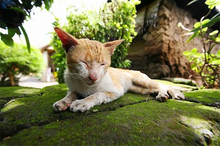 simsearch:400-05353672,k - The ugly cat sleeps on a stone fence Stock Photo - Budget Royalty-Free & Subscription, Code: 400-05046122