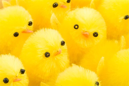 a large group of newborn yellow easter chickens Stock Photo - Budget Royalty-Free & Subscription, Code: 400-05046202